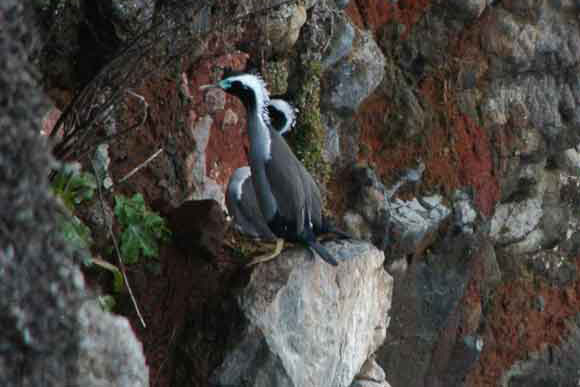 Cormorán - Nueva Zelanda 6.jpg